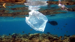 Eine Plastiktüte schwimmt im Roten Meer in Ägypten über Korallen.