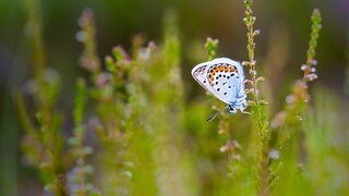 Manche Schmetterlingsarten sind bedroht: unter anderem der Silberfleckbläuling 