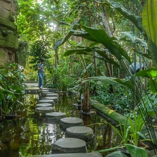 Botanischer Garten Berlin: spazieren, dem Alltag entkommen – für viele Menschen sind die Gärten grüne Oasen in der Stadt. Sie entstanden in Europa mit geraubten Pflanzen. Heute tragen sie zur Klimaforschung bei und retten Pflanzen vor dem Verschwinden.