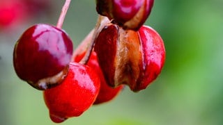 Eine gespaltene Kirschen hängen im Regen auf einer Plantage an einem Kirschbaum.