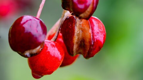 Eine gespaltene Kirschen hängen im Regen auf einer Plantage an einem Kirschbaum.