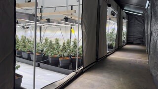 Anbau für Cannabis in einer Halle in Harthausen in der Pfalz.
