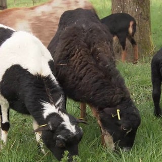 Kamerunschafe