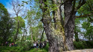 Die Drillingseiche von Markendorf, einem Ortsteil der Stadt Frankfurt (Oder) wurde 2024 zum Nationalerbe-Baum ernannt | Nationalerbe-Bäume: Alte Bäume mit großer Wirkung fürs Klima