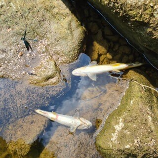 In der Nähe des Irreler Wasserfalls hat der Kreisfischereiberater Marc Leinen einige tote Fische entdeckt. 