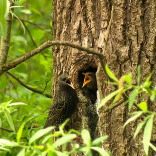 Zwei Vögel auf einem Baum.