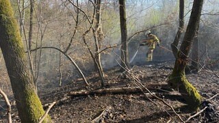 Zwischen den Kaiserslauterer Stadtteilen Morlautern unf Erlenbach hat es im Wald gebrannt.