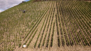In Ockfen kommt eine Drohne bei der Weinlese zum Einsatz. 