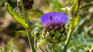 Ewiges Gemüse pflanzen: Drei lila Blüten einer Artischocke mit einer Biene