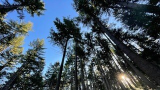 Pilzsuche im Freiburger Sternwald