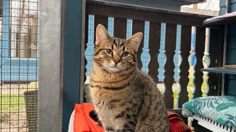 Tierheim Karlsruhe sucht ehrenamtliche Katzenstreichler