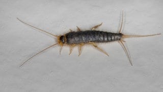 Papierfischchen gelten als Schädlinge | So unterscheiden sich Papierfischchen von Silberfischchen