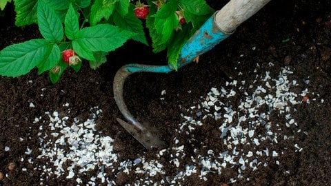 Weißes Granulat, die Hornspäne, liegt zum Düngen auf der Erde im Garten unter einer Himbeerpflanze.