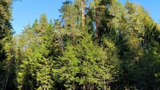 Ein sonniger Waldweg