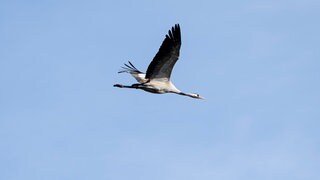 Ein Kranich im Flug. Bei einem Tier bei Pfullingen ist der erste Fall von Vogelgrippe nachgewiesen worden. 