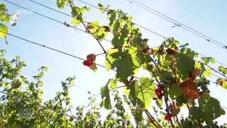 Weinreben