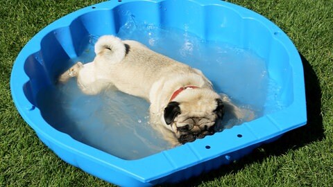 So wird Hitze im Sommer erträglich: Ein Mops badet in einem Planschbecken