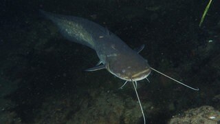 Wels (Silurus glanis). Archivfoto.