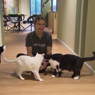 Eine Frau und drei Katzen in einem Katzenrestaurant in Heidelberg