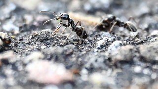 Bei einem Kinderspielplatz in Kehl krabbeln Ameisen auf dem Boden. Die badische Grenzstadt hat den Spielplatz wegen einer Ameiseninvasion gesperrt. Die Anlage im Stadtteil Marlen mit großen Gittern an den Eingängen kann nun vorerst nicht mehr genutzt werden.