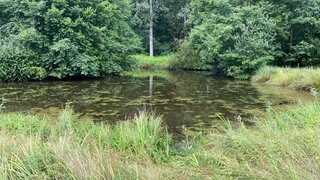 Dieser ehemalige Fischteich bei Schweighofen (Kreis Südliche Weinstraße) wurde bereits renaturiert.