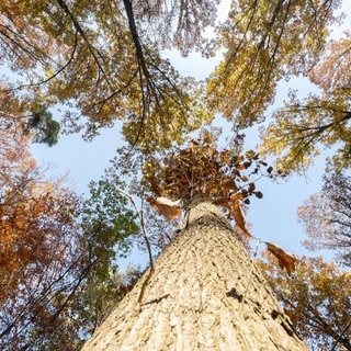 Trockenheit im Wald - so sieht das aus