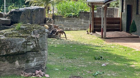 Kängurus im Heidelberger Zoo