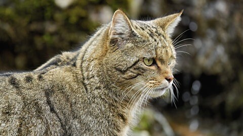 Wildkatze im Seitprofil. Die Unterschiede zur Art der Hauskatzen sind deutlich zu erkennen.