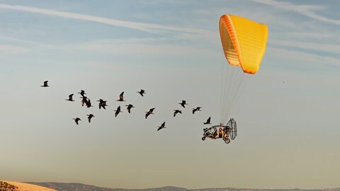 Das Siegerfoto von Gunnar Hartmann zeigt zwei Forscherinnen in einem Leichtflugzeug, die hinter einem Schwarm junger Waldrappen fliegen