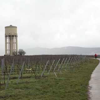 Weinberge