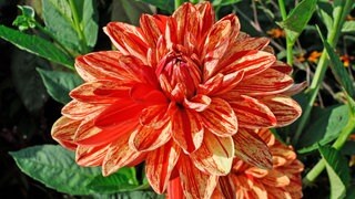 Die Dahlie "Néo" ist Dahlienkönigin 2025 auf der Blumeninsel Mainau im Bodensee.