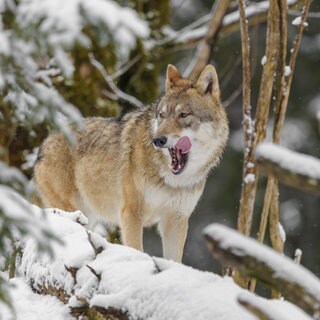 Die grüne Umweltministerin Katrin Eder hat angejündigt, dass der Wolf in RLP ins Jagdgesetz aufgenommen werden soll.
