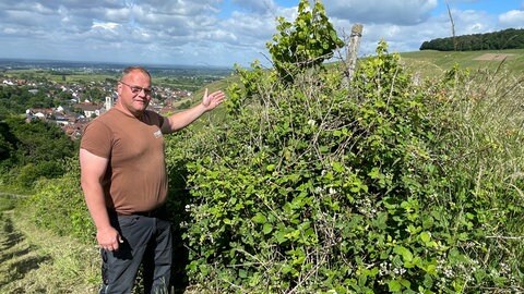 Weinberge in Baden-Baden verwildern. Winzer Volker Maier zeigt ein verwildertes Rebstück in Neuweier 