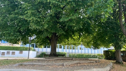 Unter einer Linde wurden mit Baumstämmen Sitzmöglichkeiten gestaltet
