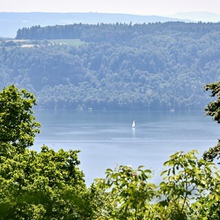 Ein Segelboot fährt auf dem Bodensee. Am anderen Ufer ist ein Wald. Der Hitzesommer 2026 hat den Wäldern in der Region Bodensee-Oberschwaben heftig zugesetzt. 