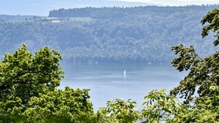 Ein Segelboot fährt auf dem Bodensee. Am anderen Ufer ist ein Wald. Der Hitzesommer 2026 hat den Wäldern in der Region Bodensee-Oberschwaben heftig zugesetzt. 
