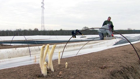 Spargelbauern in der Vorderpfalz bei der Ernte am 17. März.