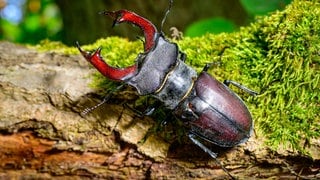 Ein Hirschkäfer klettert auf einen Baumstamm, auf dem auch Moos wächst. Mit Holz kann man einen Käferkeller im Garten anlegen.