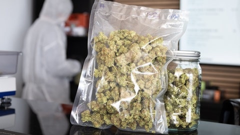 getrocknete Cannabis-Blüten in einer Tüte verpackt
