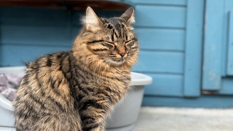 Tierheim Karlsruhe sucht ehrenamtliche Katzenstreichler