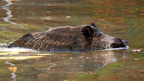 Ein schwimmendes Wildschwein. Gegen die Afrikanische Schweinepest werden Zäune am Ufer des Rheins errichtet. 