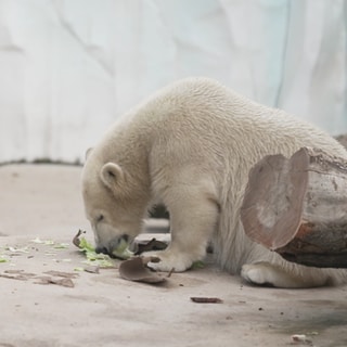 Zwei Eisbären sitzen auf einem Felsen im Zoo. Der rechte Eisbär isst ein Salatblatt.