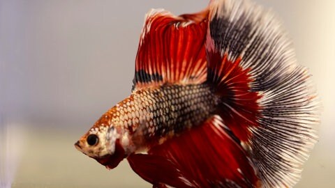 Neuste Trends auf der "Aqua-Fisch"-Messe in Friedrichshafen