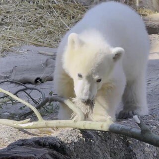 Eisbärbaby Mika