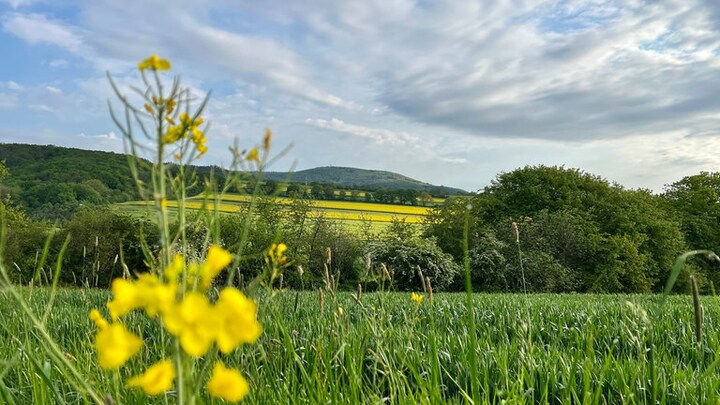 Blick vom Lindenhof auf den Donnersberg.