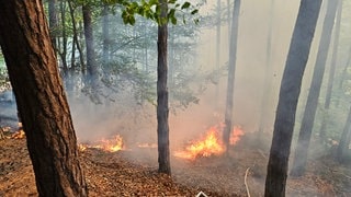 Feuer auf dem trockenen Waldboden im Pfälzerwald.