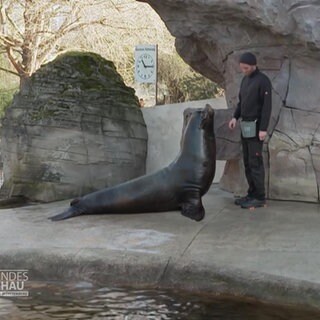 Karlsruher Zoo-Docs im Einsatz