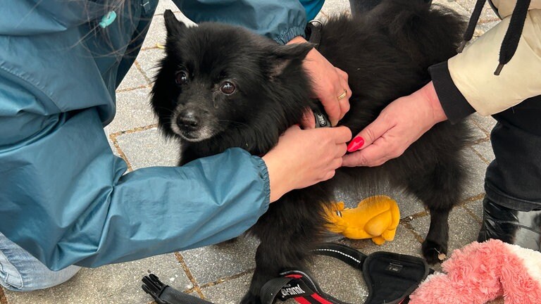 Ein Hund, dem ein Hundegeschirr angelegt wird.