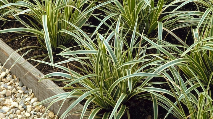 Schattenpflanzen im Garten: mehrere zweifarbeige Japan-Seggen "Carex variegata" in einem Beet.