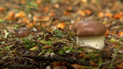 Pilze auf einem Waldboden.